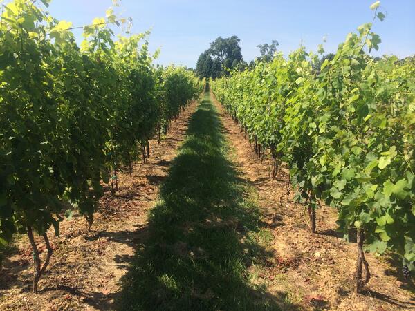 Image: Syrah Grapes on the Vine