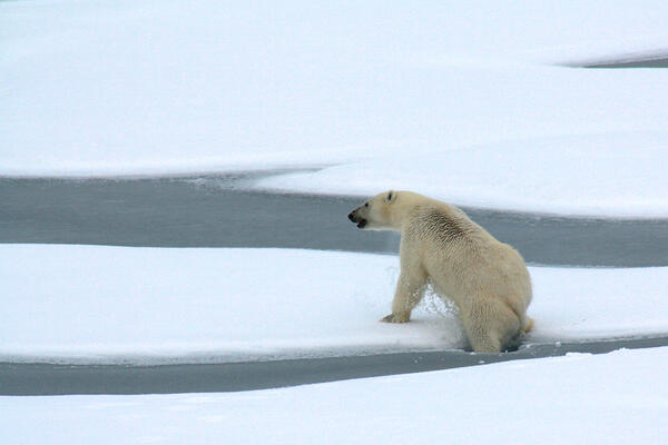 Image: Polar Bear Breaks Ice