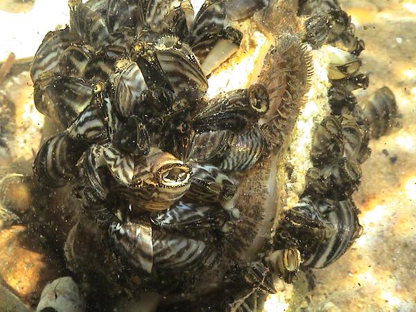 What are zebra mussels and why should we care about them? | U.S.