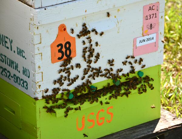 Image:  USGS Bee Research in North Dakota