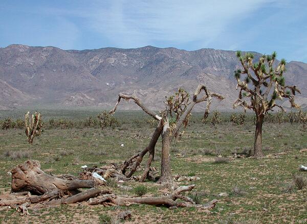 Image: Joshua Trees at Pierce Ferry, AZ