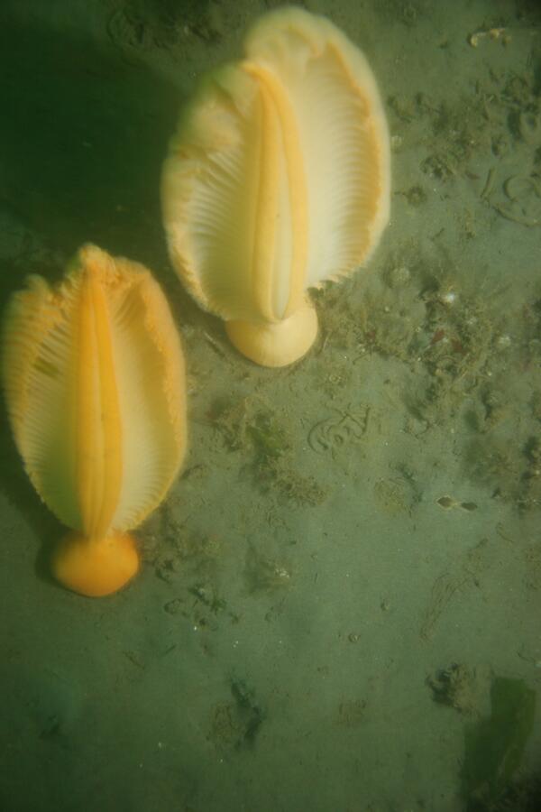 Image: Puget Sound Seafloor