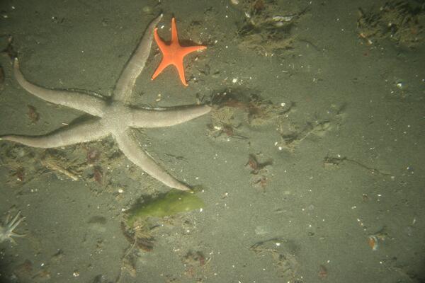 Image: Puget Sound Seafloor