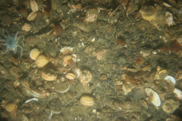 Image: Puget Sound Seafloor