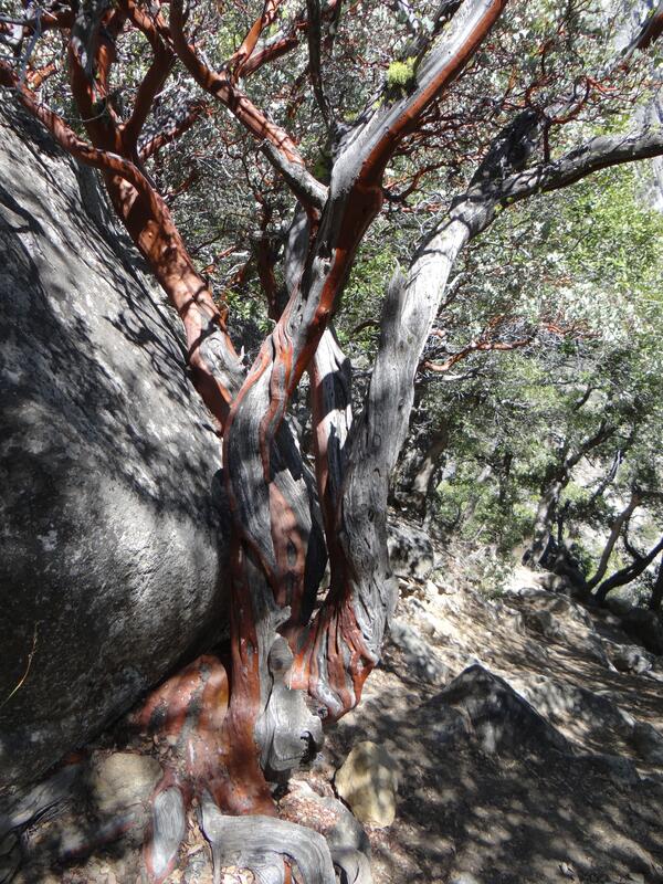Image: Manzanita Bark