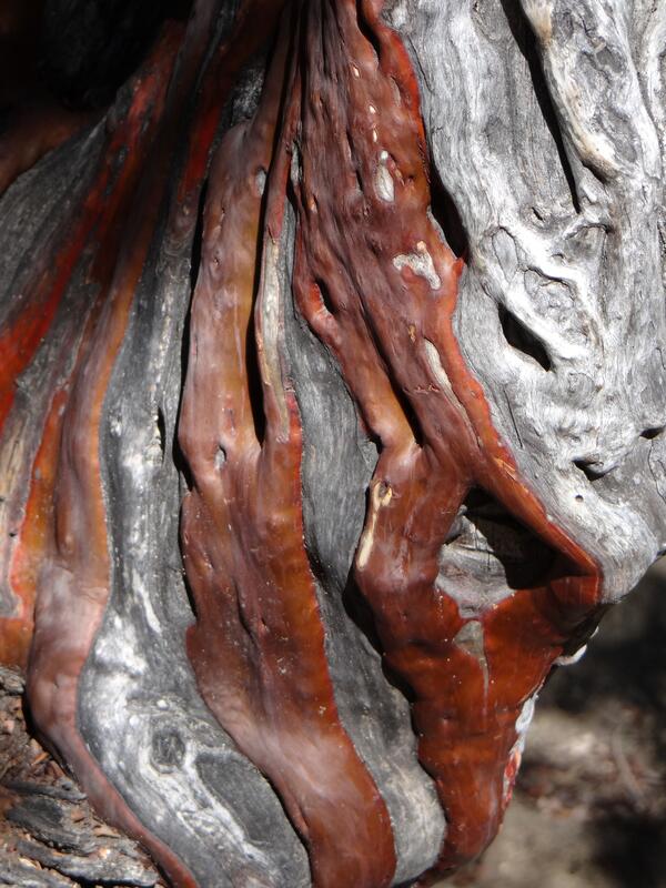 Image: Manzanita Bark Detail
