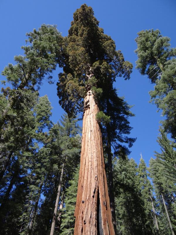 Image: Giant Sequoia Tree