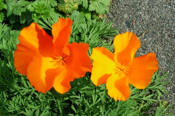Image: California Poppies