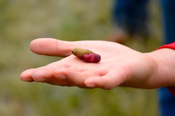 Image: Normal Versus Bait-Laden Prairie Dog Feces