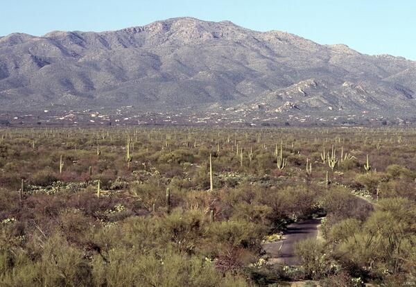 Saguaro National Park, East Unit, Southern Arizona - 2010