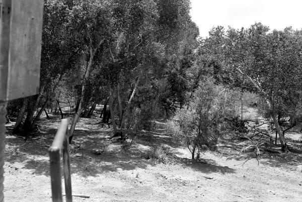 Image: San Carlos River near Peridot, Southern Arizona - 1964