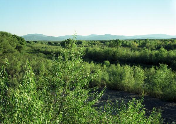 Image: San Carlos River near Peridot, Southern Arizona - 2000