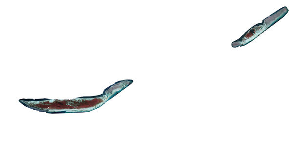 Image: CIR imagery of Ship Island collected in 2008