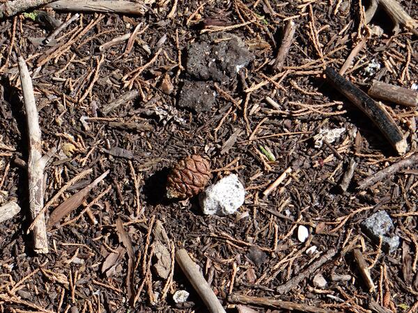Image: Giant Sequoia Pinecone