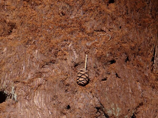 Image: Giant Sequoia Pinecone