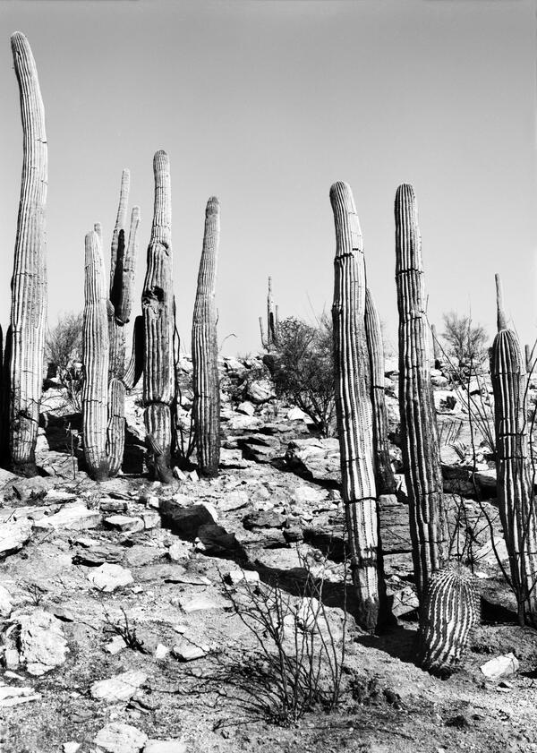 Image: Santa Catalina Highway, near Tucson, Southern Arizona - 1987