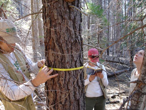 Image: Assessing the Health of a Sugar Pine in California 