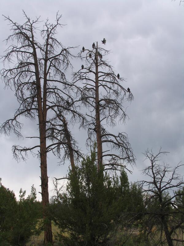 Image: Dead Ponderosas in Jemez, NM