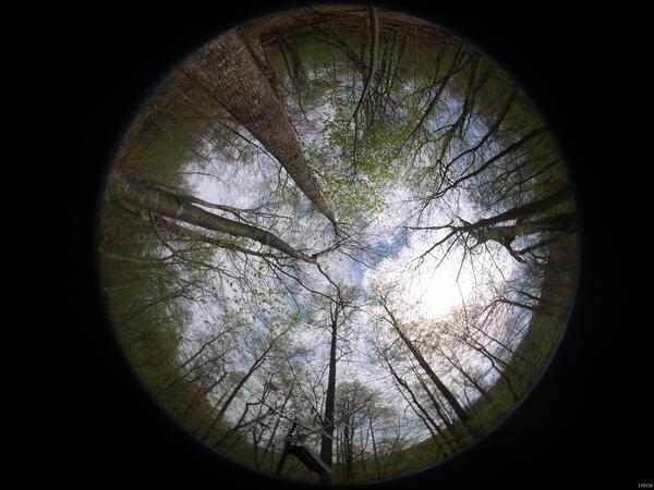 Image: Hemispherical Photo