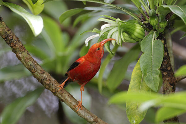 Red ‘i‘iwi bird with hooked beak sits on a branch in a green, tropical environment in Hawai'i.