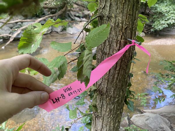 A pink high water mark flag nailed to a tree.