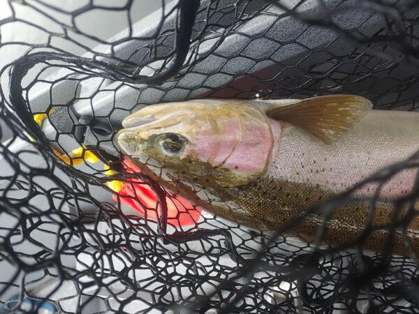 Steelhead