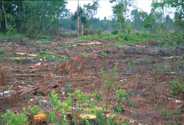 Bare ground littered with remnants of trees cut down with a few trees standing in the background