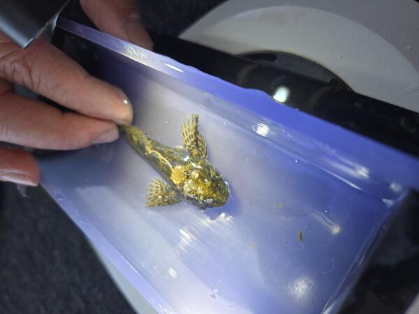 brown and yellow sculpin fish with gas bubble trauma on blue surface