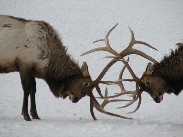 Two bull elk with antlers locked