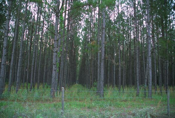 A thick stand of pine trees