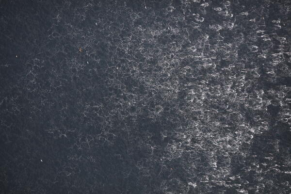 Superpod of dolphins, viewed from above as a sea with widespread white waves from dolphin movement