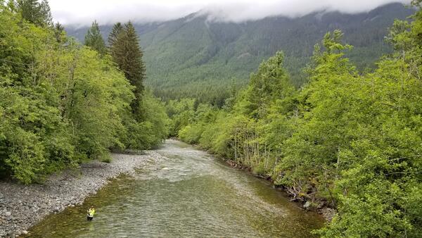A river runs through a dense green forest. A person stands in the river with a rod.
