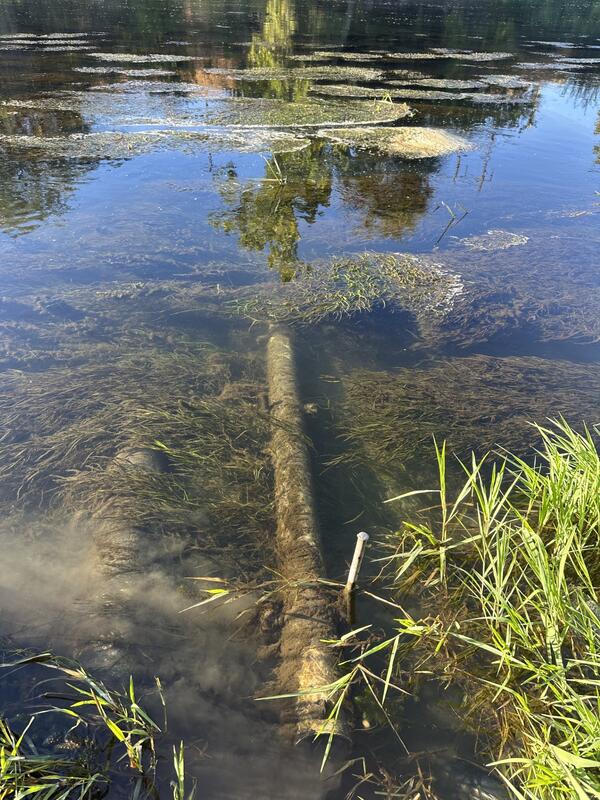 Underwater tube covered by silt and plants