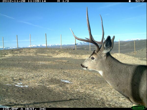 Mule deer