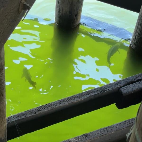 two fish swim in bright green river water shaded by a wooden structure