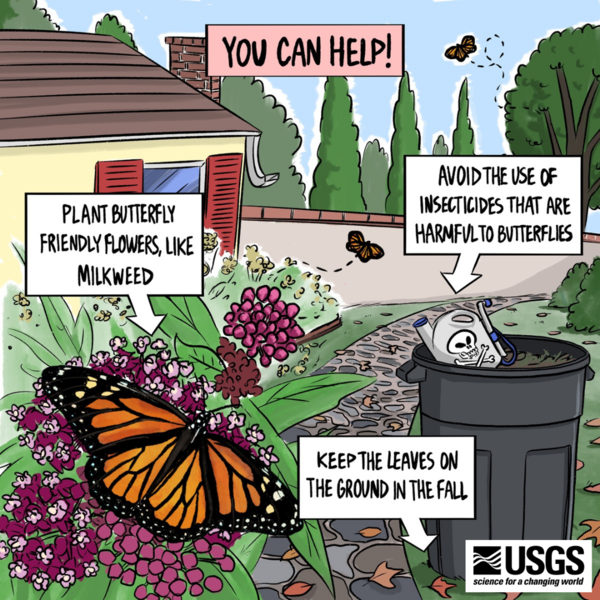 Image showing how we can help butterflies by planting native plants, limiting insecticides, and keeping leaves on the ground.