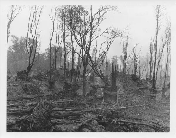 burned trees during 1961 Fissure Eruption near Nāpau Crater