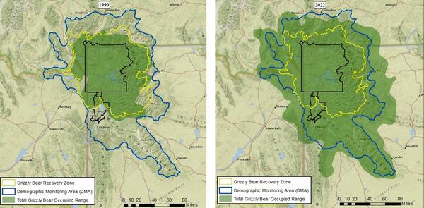 1990 and 2022 map showing occupied range of grizzly bears in the Greater Yellowstone Ecosystem
