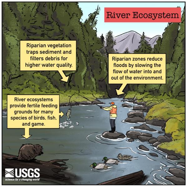 A cartoon style infographic on the services provided by River Ecosystems.