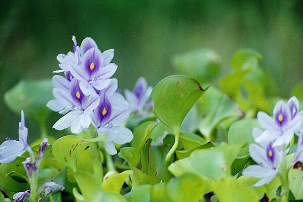 An image of water hyacinth. A purple flower with a yellow center. 
