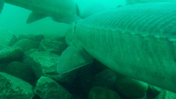Lake Sturgeon on an Artificial Spawning Reef