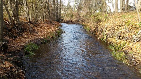 Looking upstream along a river as it winds into the woods and out of sight