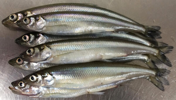 Rainbow Smelt on a metal table
