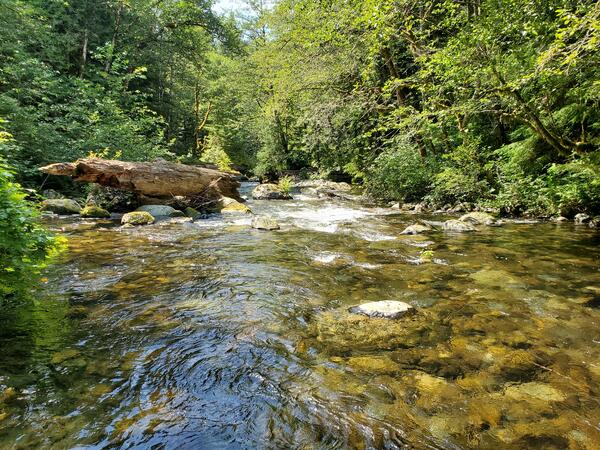 River with clear water runs through forest