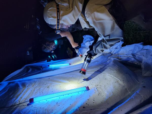 Collection of adult aquatic insects at night from a white sheet with a blacklight using a vacuum aspirator. 