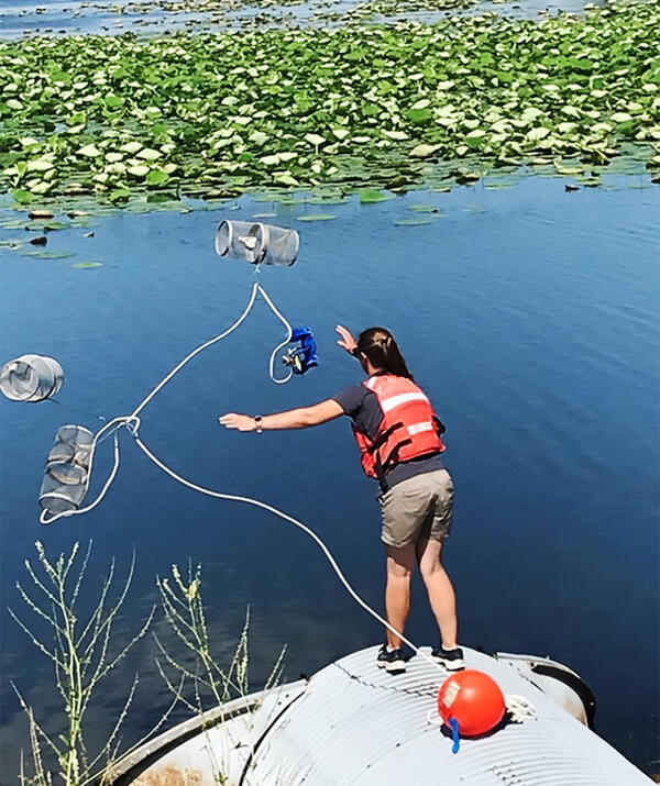 Researcher Deploying Minnow Traps in Lake Erie