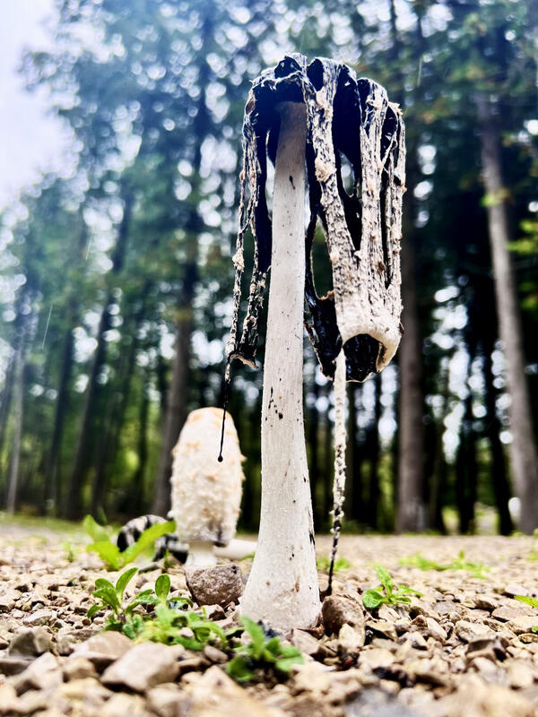 Mushrooms on a gravel path with trees in the background