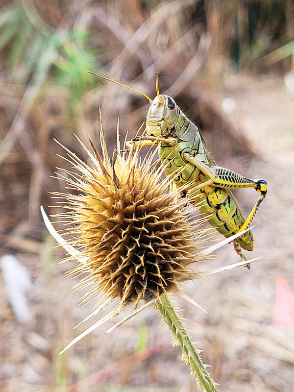 A grasshopper on a common teasel plant