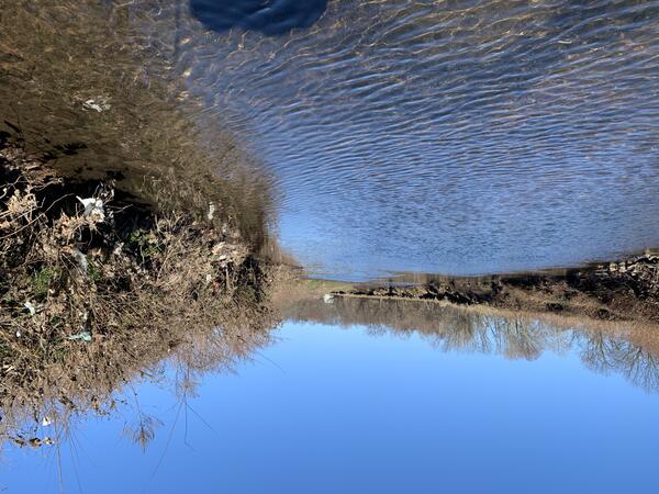 Looking upstream along the river with muddy leaves hanging in the shrubbery along the banks