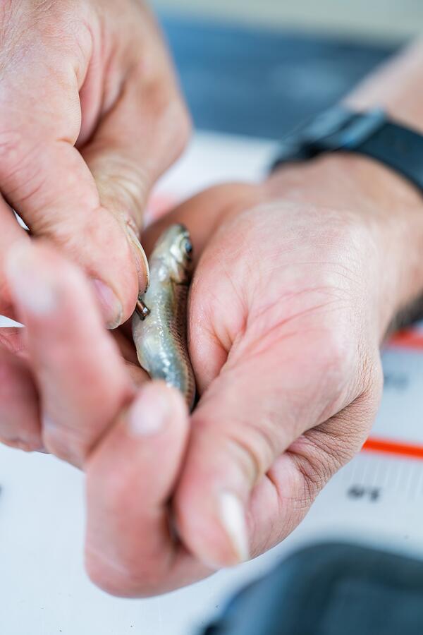 A scientist implants a tiny pill-shaped tag into a small silver fish that is in his hands.